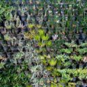 Growing Your Own Vertical Herb Garden: A 2026 Guide to Fresh Flavors at Home