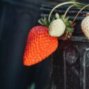Crafting Culinary Creativity: DIY Edible Garden Art for Your Home in 2026