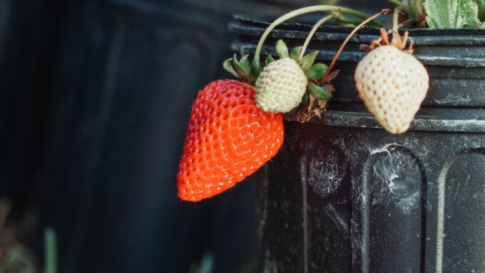 Crafting Culinary Creativity: DIY Edible Garden Art for Your Home in 2026