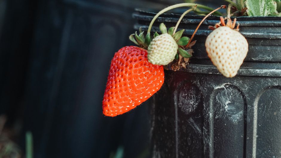 Crafting Culinary Creativity: DIY Edible Garden Art for Your Home in 2026