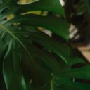 Crafting with Nature: Creating Indoor Forest Vibes for Your Home in 2026