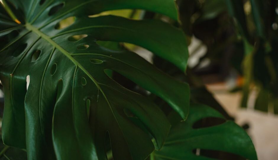 Crafting with Nature: Creating Indoor Forest Vibes for Your Home in 2026