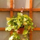 Crafting Urban Jungle Vibes: DIY Vertical Gardens for Your Home in 2026