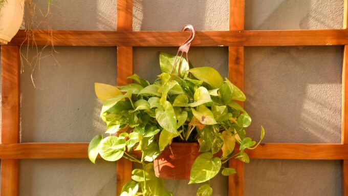 Crafting Urban Jungle Vibes: DIY Vertical Gardens for Your Home in 2026